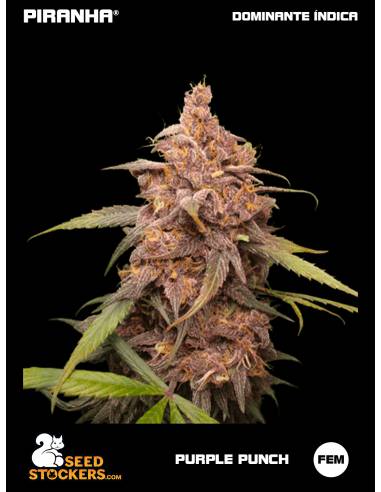 Purple Punch (3u)
