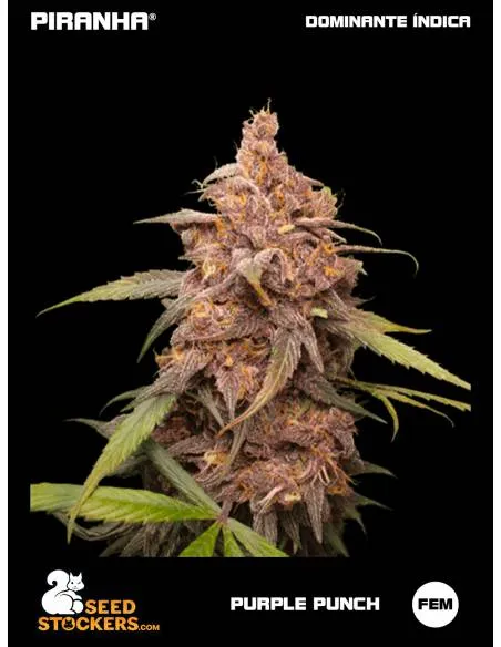 Purple Punch (3u)