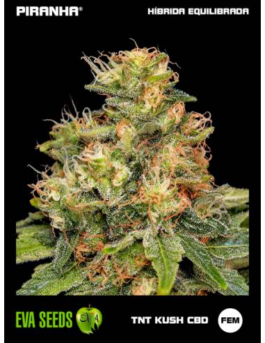 TNT Kush CBD (3+1u)