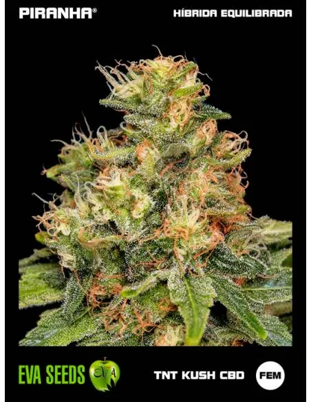 TNT Kush CBD (3+1u)