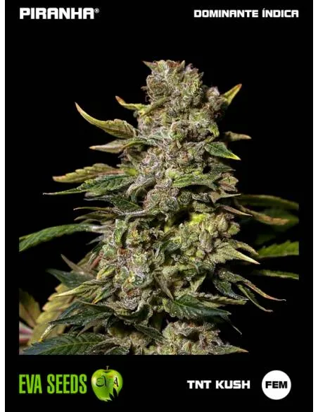TNT Kush (3+1u)