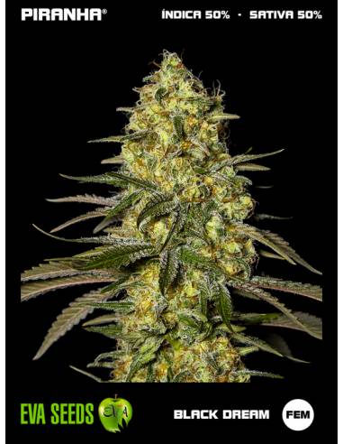 Black Dream (3+1u)