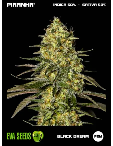 Black Dream (3+1u)