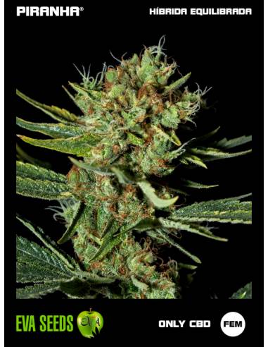 Only CBD (3+1u)