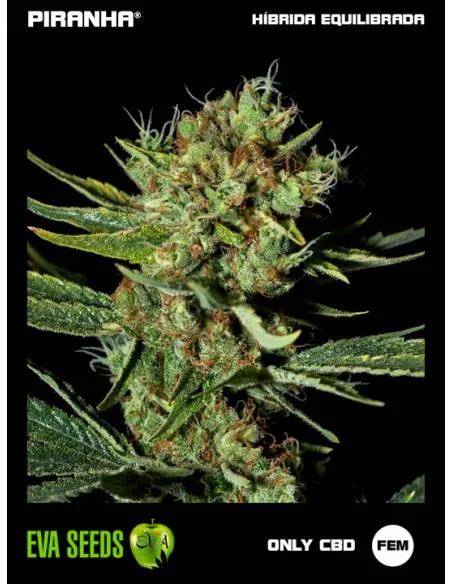 Only CBD (3+1u)