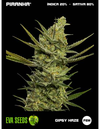 Gipsy Haze (3+1u)