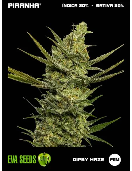 Gipsy Haze (3+1u)