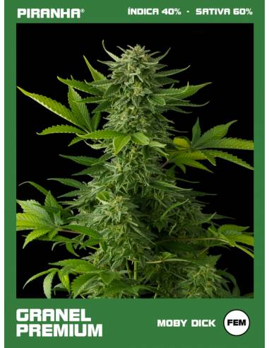 Moby Dick