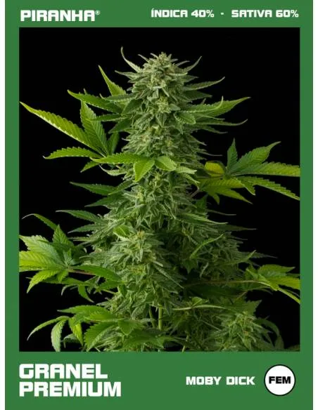 Moby Dick