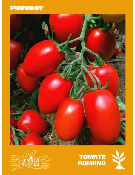 Tomate Romano