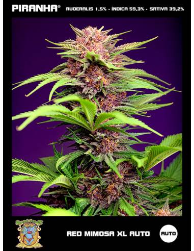 Red Mimosa XL Auto (3+1u)
