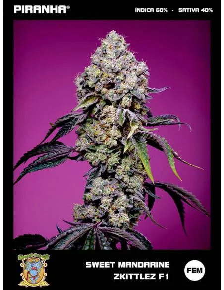 Sweet Mandarine Zkittlez F1...