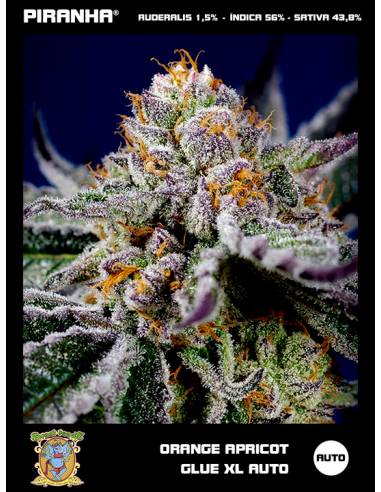 Orange Apricot Glue XL Auto (3+1u)