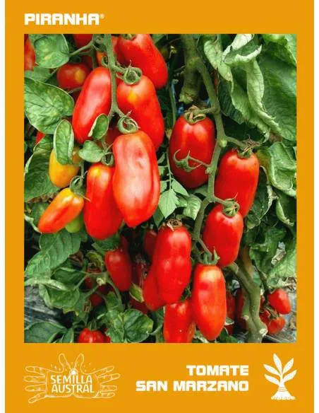 Tomate San Marzano