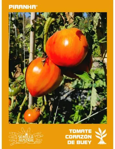 Tomate Corazón de Buey