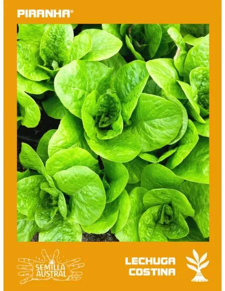 Lechuga Costina
