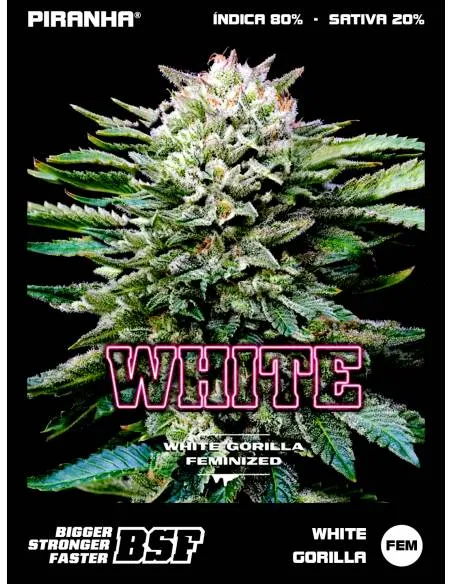 White Gorilla Draft Line...