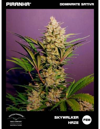 Skywalker Haze (3u)