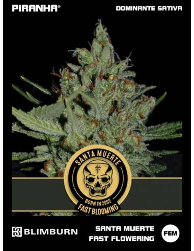 Santa Muerte Fast Flowering (3u)
