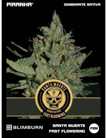Santa Muerte Fast Flowering...