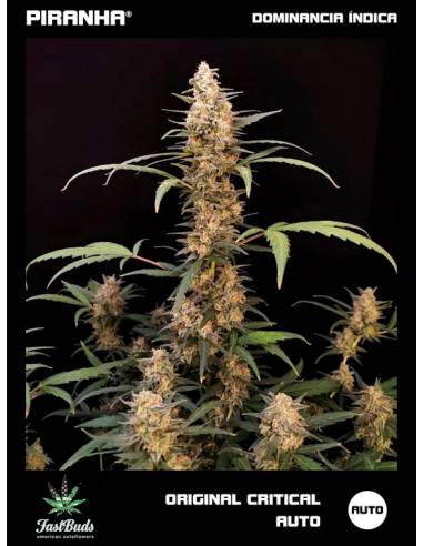 Original Critical Auto (1u/3+1u)