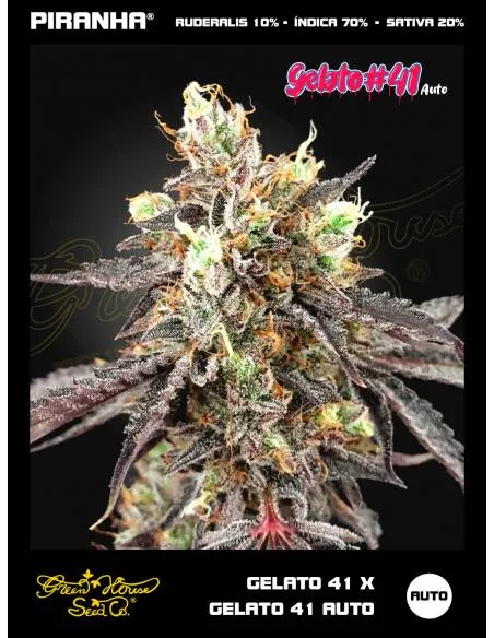 Gelato 41 x Gelato 41 Auto...