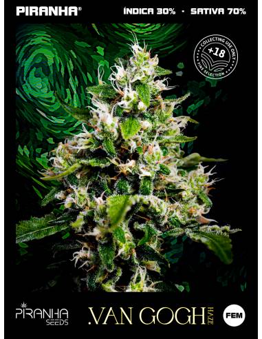 Van Gogh Haze (1u/3+1u/5+2u/8+4u/25u)