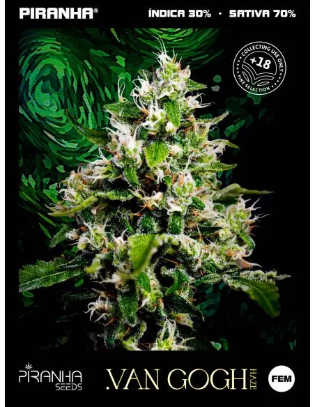 Van Gogh Haze...