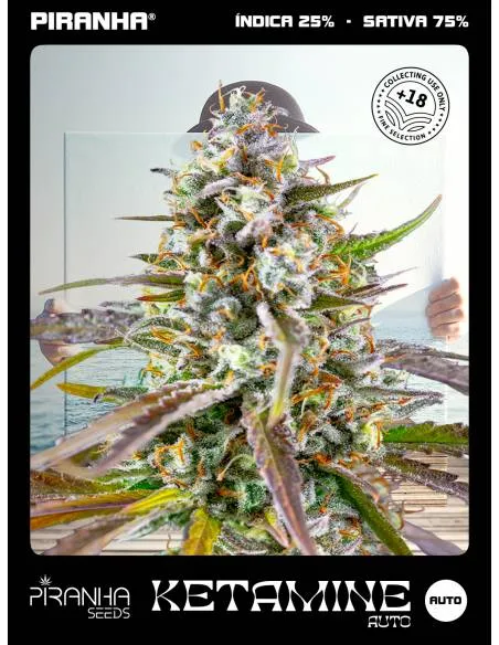 Ketamine Auto...