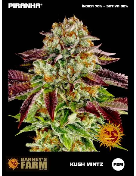 Kush Mintz (3u)