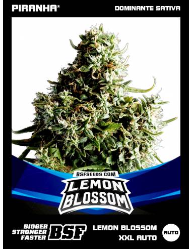 Lemon Blossom XXL Auto (2u)