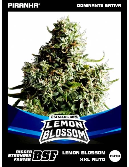 Lemon Blossom XXL Auto (2u)