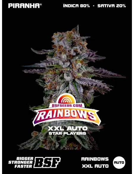 Rainbows XXL Auto...