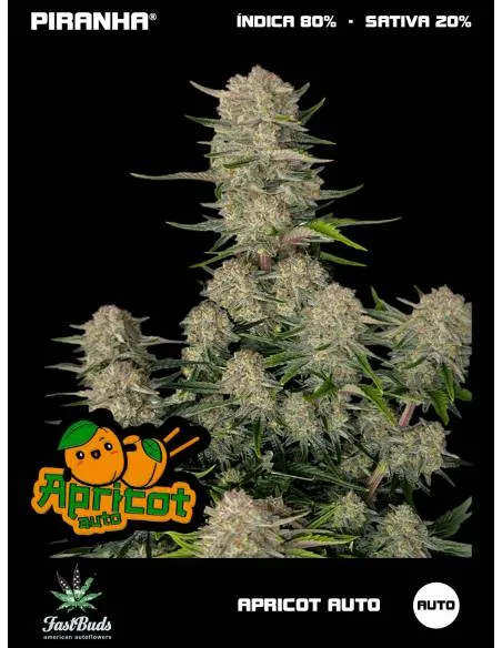 Apricot Auto (3+1u/5+2u)
