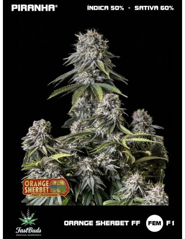 Orange Sherbet FF (1u/3+1u/5+2u)