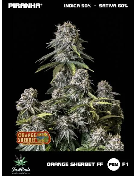 Orange Sherbet FF...
