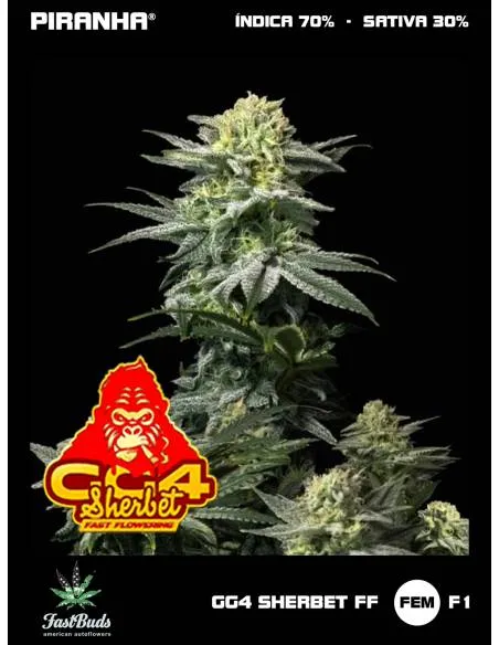 GG4 Sherbet FF (1u/3+1u/5+2u)
