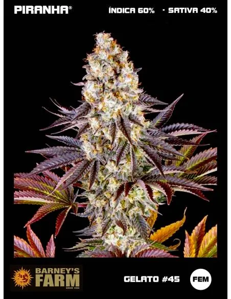 Gelato 45 (3u)