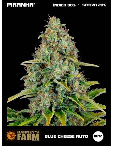 Blue Cheese Auto (1u/3u)