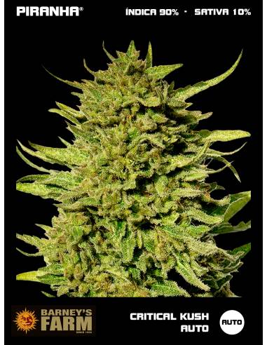 Critical Kush Auto (3u)