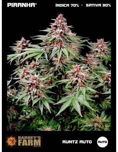 Runtz Auto (3u)