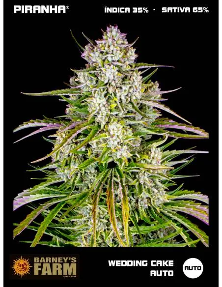 Wedding Cake Auto (1u/3u)
