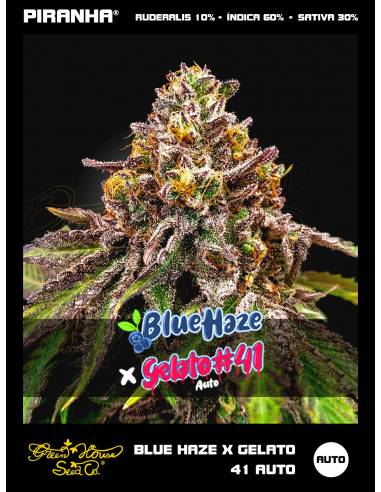 Blue Haze x Gelato 41 Auto (3u)