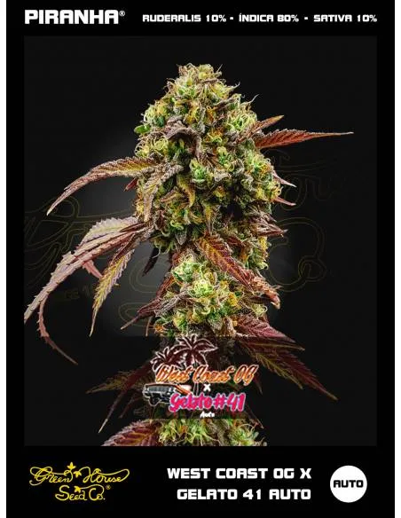West Coast OG x Gelato 41...