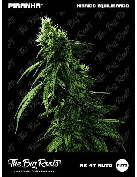 The Big Roots AK-47 Auto...