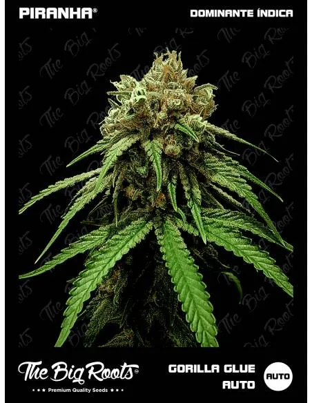 The Big Roots Gorilla Glue...