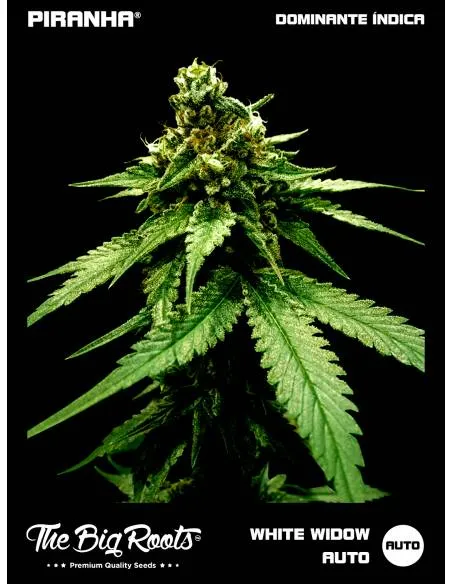 The Big Roots White Widow...