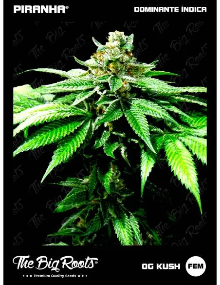 The Big Roots OG Kush...