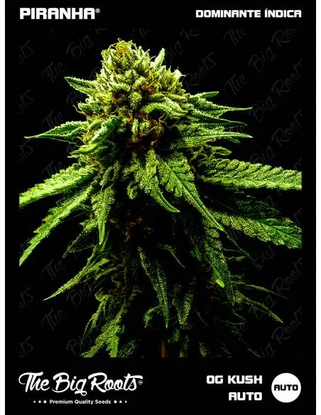 The Big Roots OG Kush Auto...