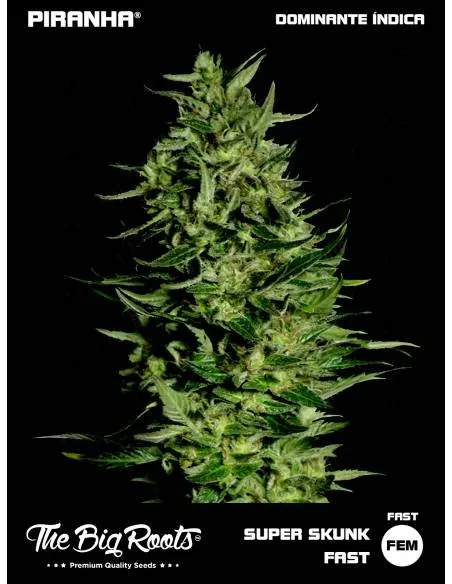 The Big Roots Super Skunk...